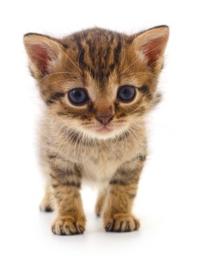 Beyaz arka planda izole edilmiş küçük kahverengi kedi yavrusu.