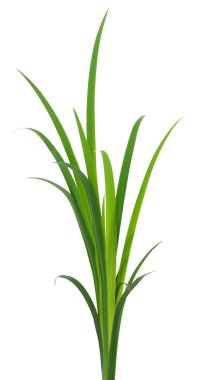 Beyaz arka planda uzun yeşil çimen yaprakları