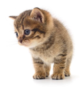 Beyaz arka planda izole edilmiş küçük kahverengi kedi yavrusu.
