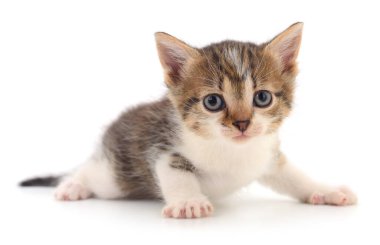 Beyaz arka planda izole edilmiş küçük kahverengi kedi yavrusu.