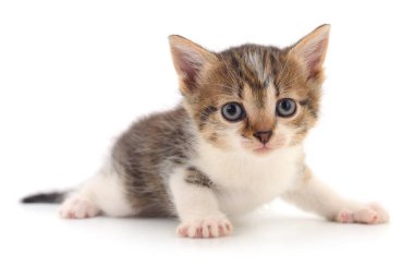 Small brown kitten isolated on white background. clipart