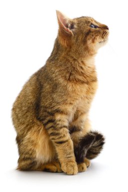 Beyaz arka planda izole edilmiş küçük kahverengi kedi yavrusu.
