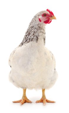 Beyaz tavuk beyaz, stüdyo çekimi