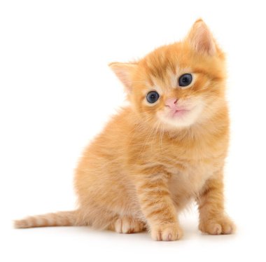 Beyaz arka planda izole edilmiş küçük kahverengi kedi yavrusu.