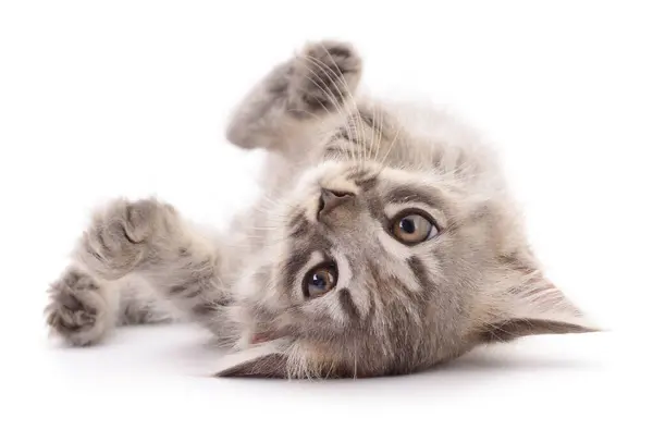 Kleine Graue Kätzchen Isoliert Auf Weißem Hintergrund Stockfoto
