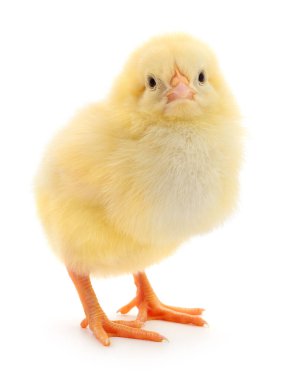 Beyaz arka planda küçük bir tavuk