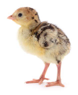 Beyaz arka planda izole edilmiş şirin yeni doğmuş tavuk hindisi..