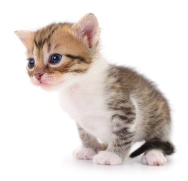 Beyaz arka planda izole edilmiş küçük kahverengi kedi yavrusu.