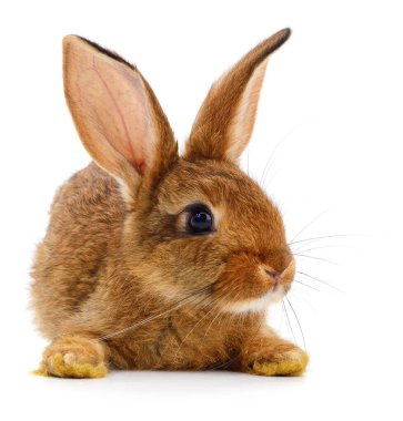 Beyaz arka planda küçük kahverengi tavşan..