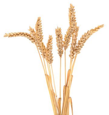 Beyaz arkaplanda yalıtılmış buğday kulakları.