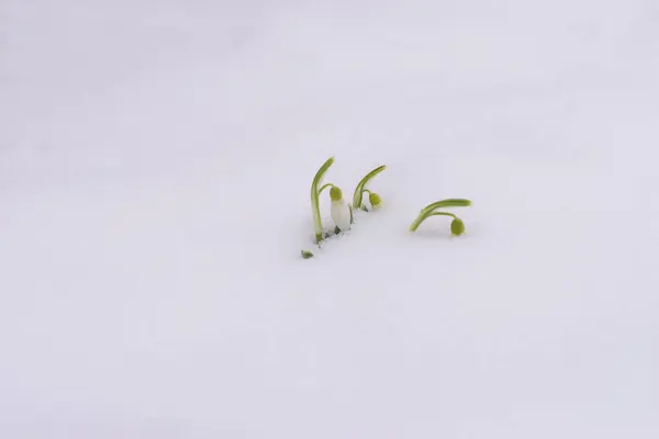 Sneeuwklokbloemen Die Uit Echte Sneeuw Komen — Stockfoto