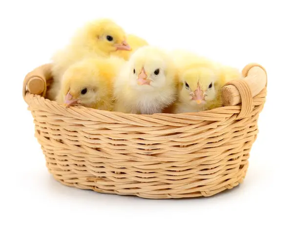 Chickens Basket Isolated White Background — Stock Photo, Image