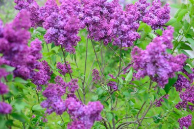 Çiçekli pembe leylak çiçeği arka planı. Leylak dokusu. 