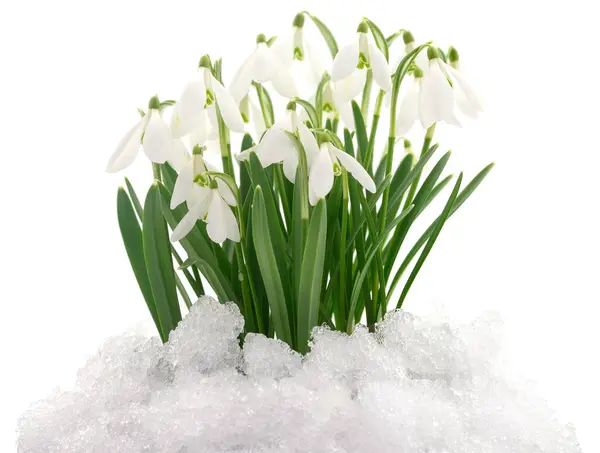 Sneeuwdruppel Bloemen Komen Uit Echte Sneeuw Geïsoleerd Wit — Stockfoto
