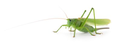 Beyaz arka planda yeşil çekirge izole edilmiş.. 