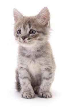 Beyaz arka planda izole edilmiş küçük gri kedi yavrusu.