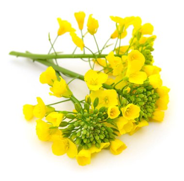 Hardal çiçeği, kanola ya da yağ tohumu. Yakından, beyaz arka planda izole edilmiş..