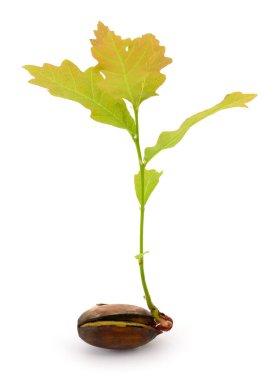 Ağaç meşesi beyaz arkaplanda izole edilmiş. 