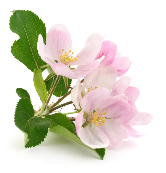 Spring Apple Flowers Leaves White Stock Image