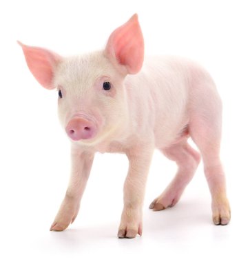 Beyaz arka planda temsil edilen domuz.