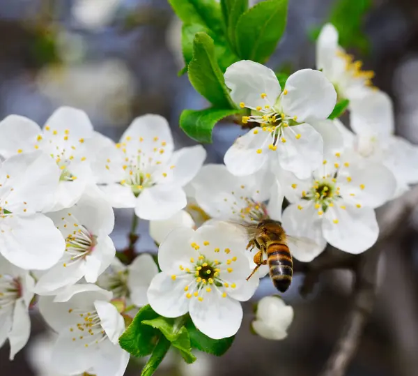 Bee Flower White Cherry Blossoms Stock Picture