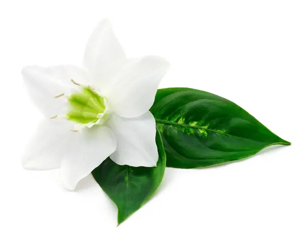 Uma Flor Branca Fundo Branco Imagem De Stock