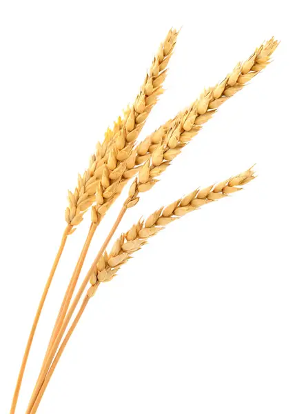 Ears Wheat Isolated White Background Royalty Free Stock Photos