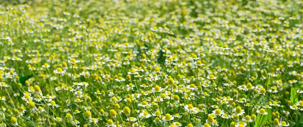 Field Green Grass Blooming Daisies Lawn Spring Royalty Free Stock Images