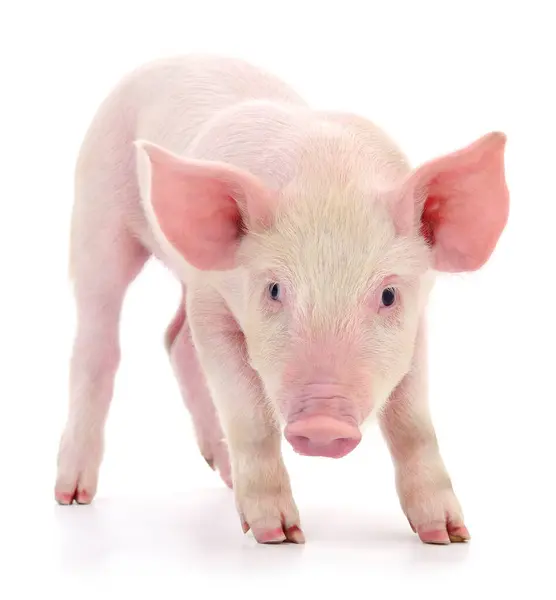 Pig Who Represented White Background Stock Picture