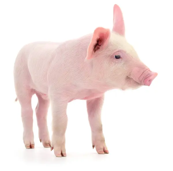 Pig Who Represented White Background Stock Photo