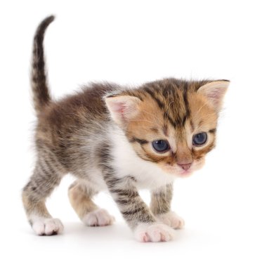 Beyaz arka planda izole edilmiş küçük kahverengi kedi yavrusu.