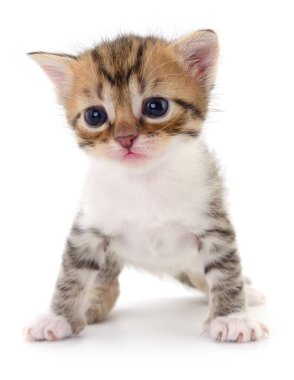 Beyaz arka planda izole edilmiş küçük kahverengi kedi yavrusu.