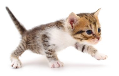 Beyaz arka planda izole edilmiş küçük kahverengi kedi yavrusu.