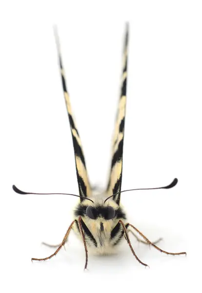 Cola Golondrina Papilio Machaon Aislada Sobre Fondo Blanco Imagen de archivo