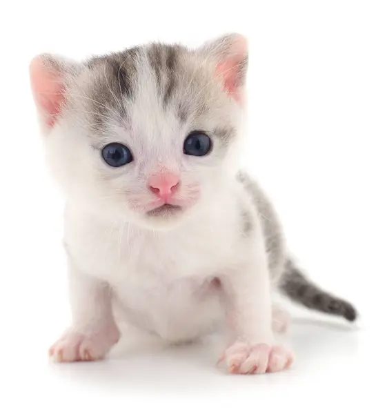 Small White Kitten Isolated White Background Royalty Free Stock Images