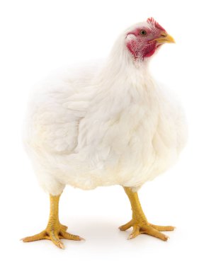 Beyaz tavuk beyaz, stüdyo çekimi