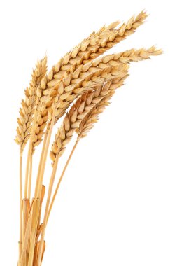 Beyaz arkaplanda yalıtılmış buğday kulakları.