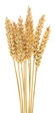 Beyaz arkaplanda yalıtılmış buğday kulakları.