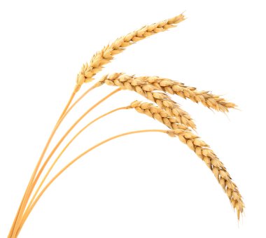 Beyaz arkaplanda yalıtılmış buğday kulakları.