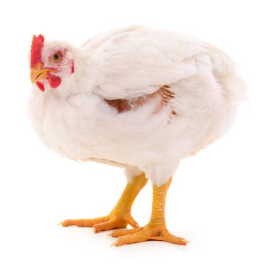 Beyaz tavuk beyaz, stüdyo çekimi