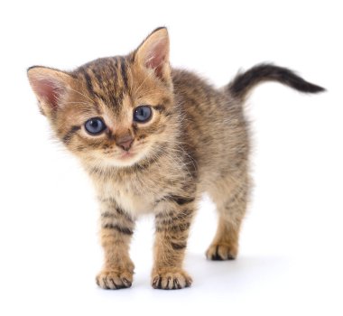 Beyaz arka planda izole edilmiş küçük kahverengi kedi yavrusu.