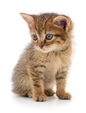 Beyaz arka planda izole edilmiş küçük kahverengi kedi yavrusu.