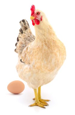 Kahverengi tavuk ve yumurta beyaz arka plan üzerinde izole.