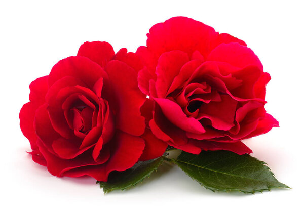 Two beautiful red roses on a white background.