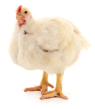Beyaz tavuk beyaz, stüdyo çekimi