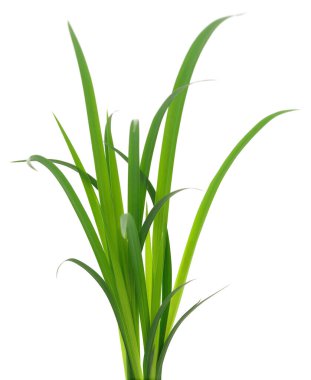 Beyaz arka planda uzun yeşil çimen yaprakları