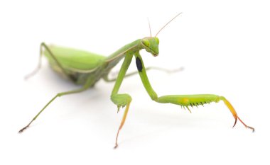 Beyaz arka planda izole edilmiş Avrupa peygamber devesi veya peygamberdevesi.