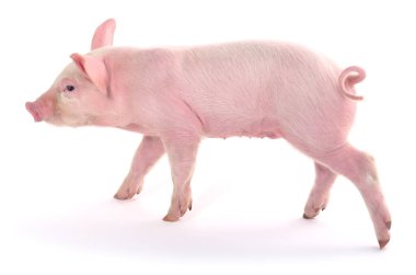 Beyaz arka planda temsil edilen domuz.