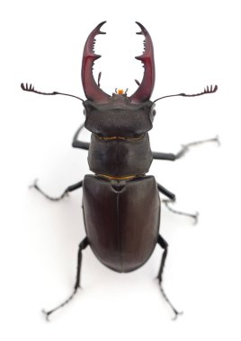 Geyik böceği (Oryctes Nasicornis) erkeği beyaz üzerinde izole edilmiştir..