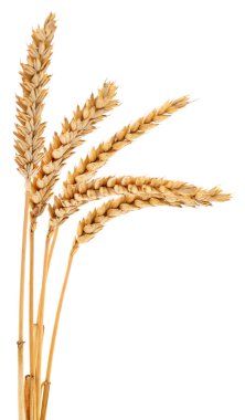 Beyaz arkaplanda yalıtılmış buğday kulakları.